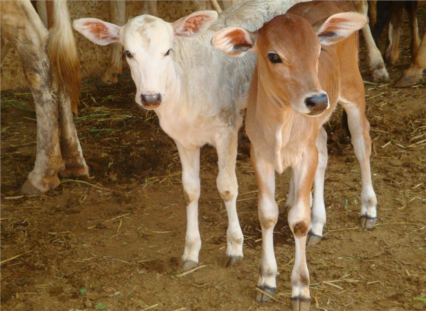 kerala-cow-slaughtercalf-the-youth