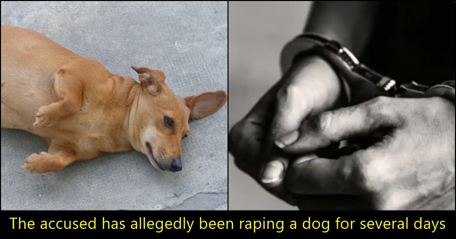 Boywithdogsex - 28-yr-old food delivery boy caught having sex with dog inside mall in Mumbai