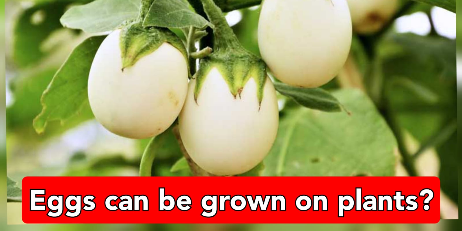 Fact check: the truth behind growing eggs on plants in the field