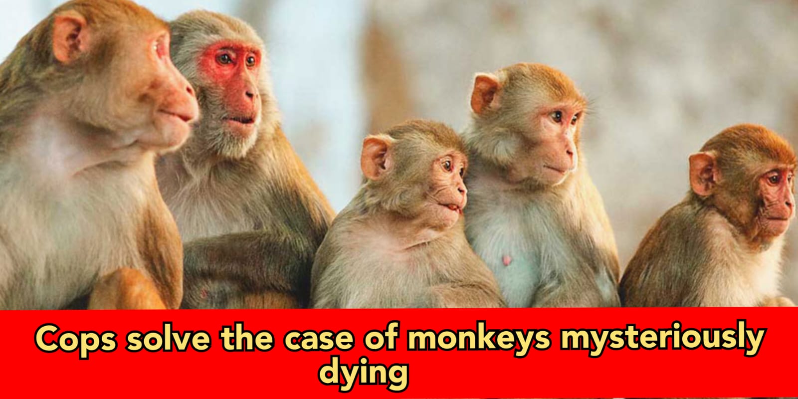 Uttarakhand: 8 monkeys die after consuming mangos in Garden, police arrest Muhammad Irfan and his 7 friends for mixing poison in fruit