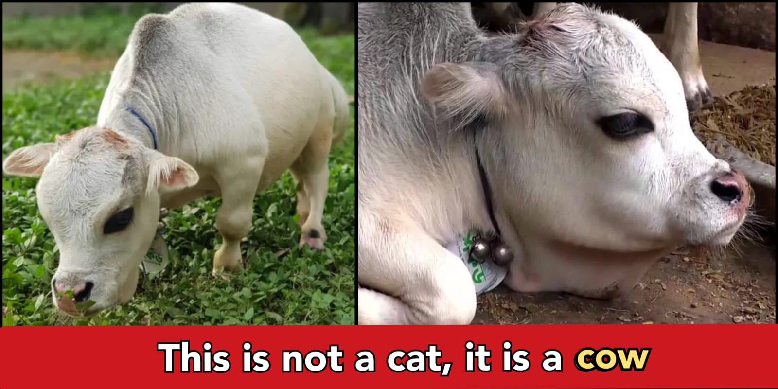 This is world's smallest cow, it is smaller than a Cat- check out where it is