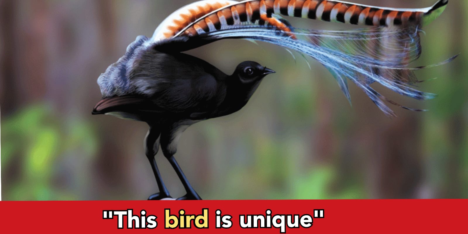 This is a Lyre bird, it can mimic virtually any bird in jungle, it can even copy Police Siren