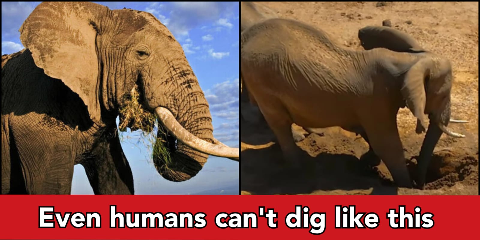 Unbelievable! Elephants digging well for water, all the elephants quench their thirst