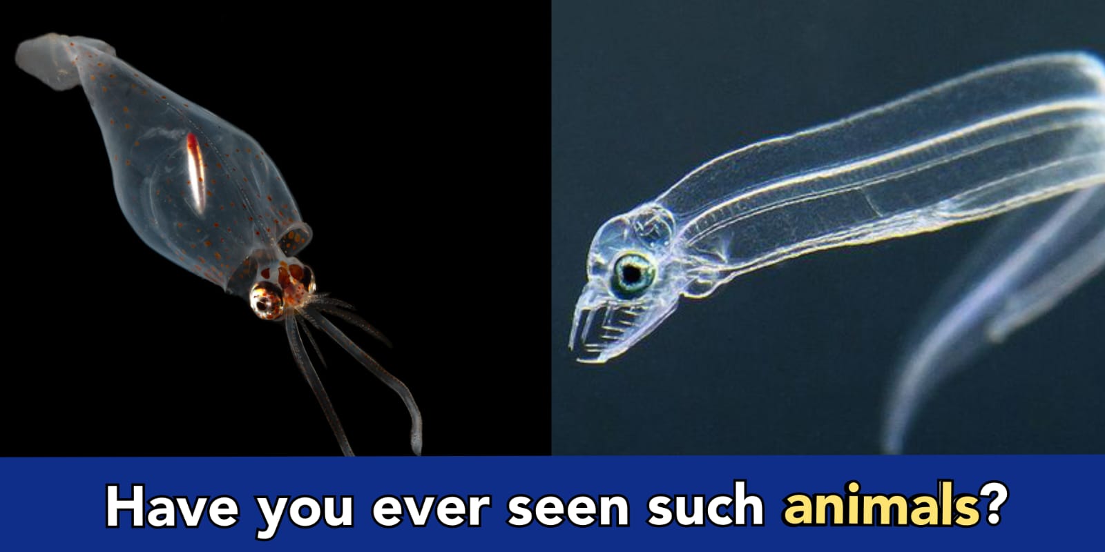 3 most weird creatures, your eyes won't believe if you watch this video