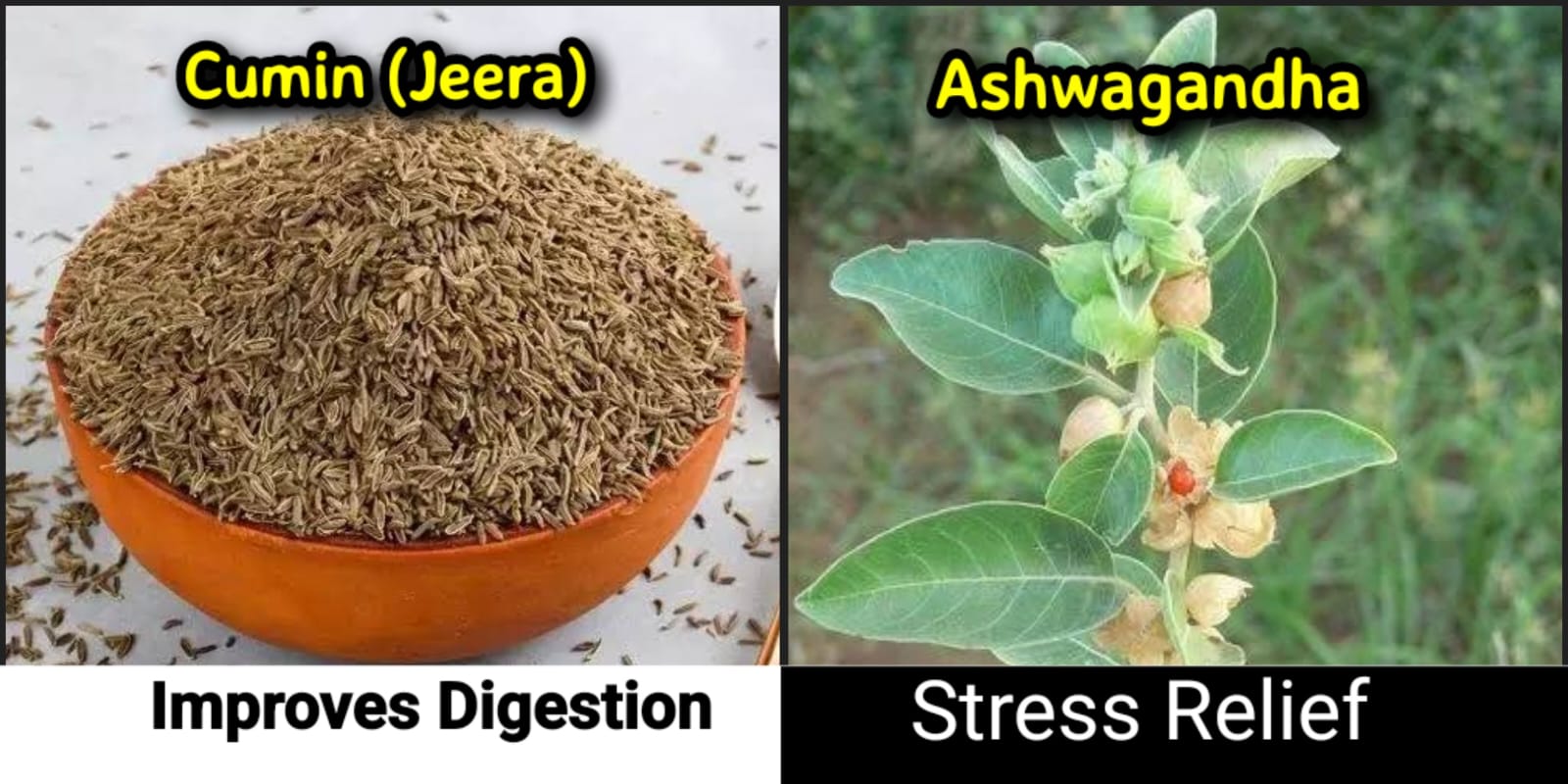 5 most important Ayurvedic trees for your health benefits, check out quick list