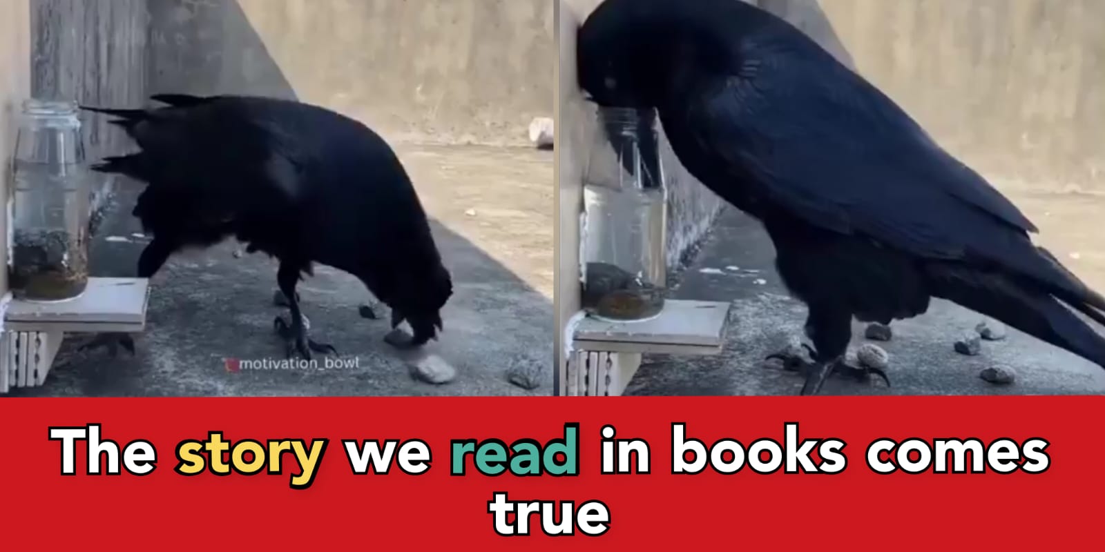 Viral video: Crow seen dropping pebbles in a jar to raise the water ...