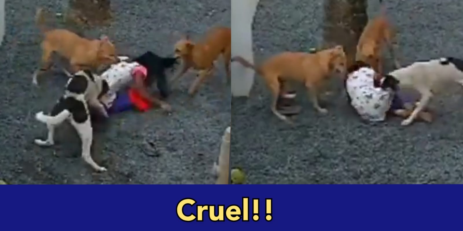 Street dogs kill a very small kid, where are dog lovers now?