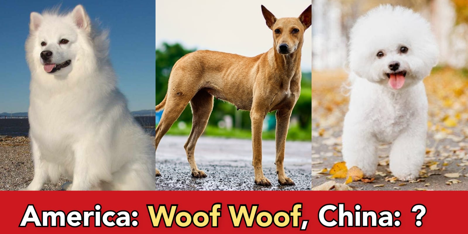 Check out how dogs bark in different countries, India- Bho Bho