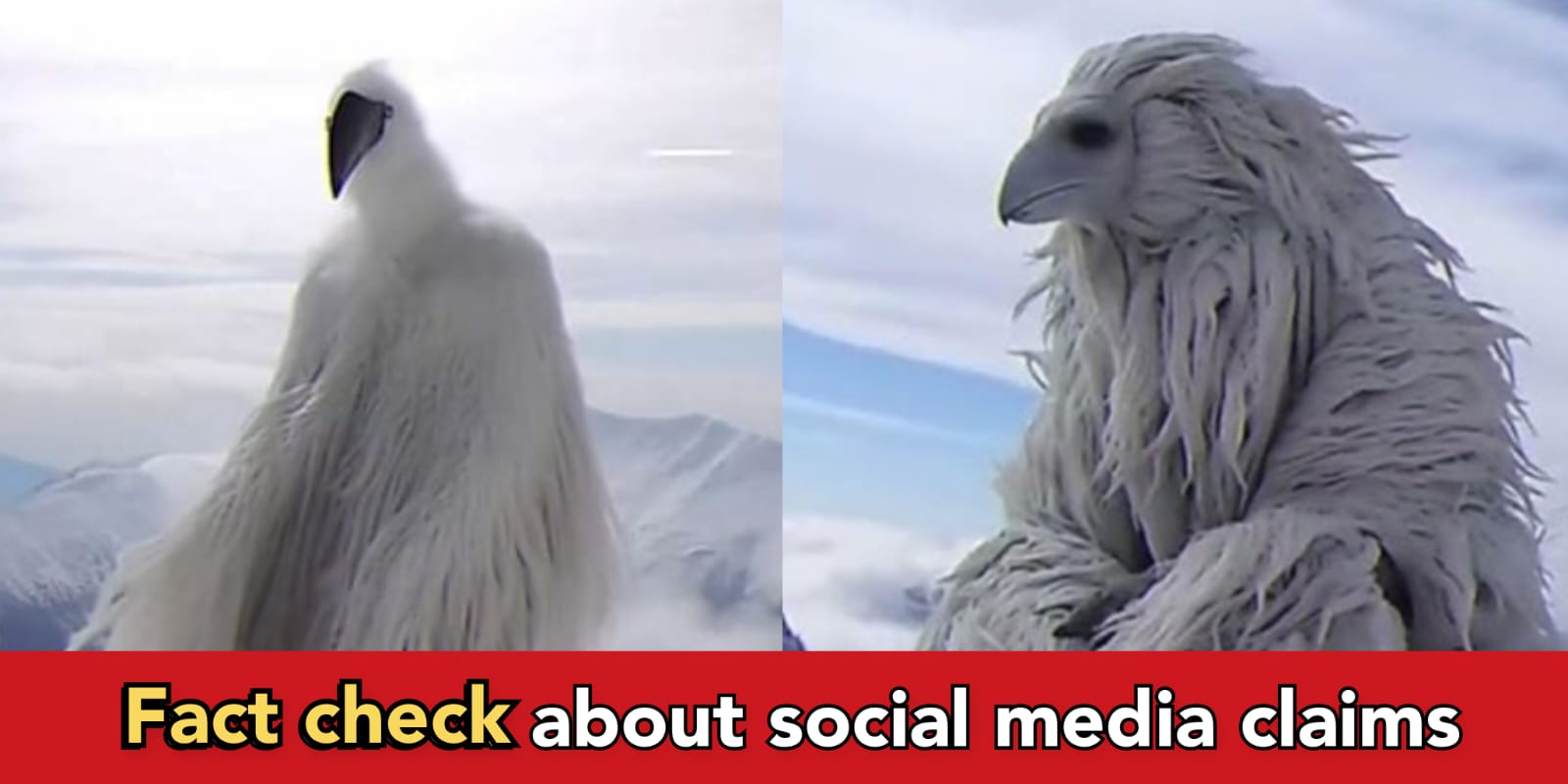 Viral video claims such birds exist in Antarctica, here is fact check