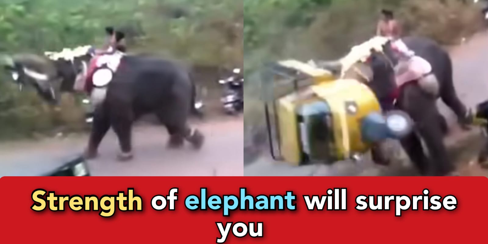 Elephant goes crazy, throws away bikes and autos on road