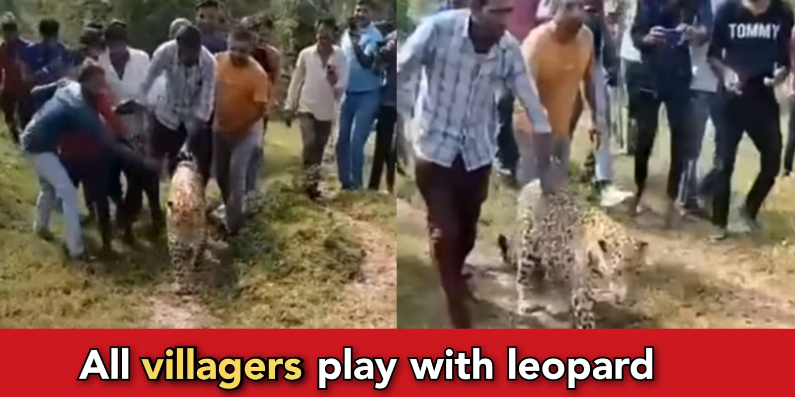 Leopard enters villages and villagers play with him, they are now friends