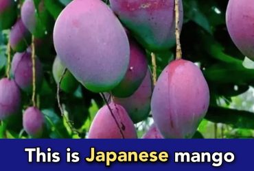 Imported mango from Japan sold for ₹3 Lakh per KG in India