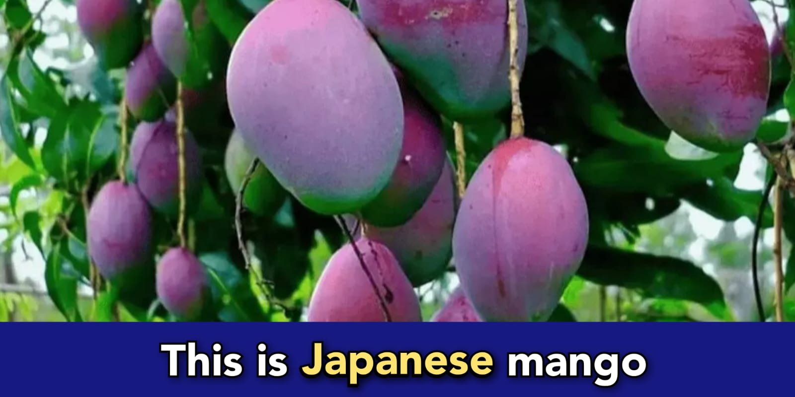 Imported mango from Japan sold for ₹3 Lakh per KG in India