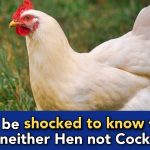 Chicken you get in the market is harmones disturbed, developed for profits