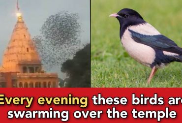 "A swarm of birds is doing Parikrama around Mahakal temple Ujjain every evening" say locals