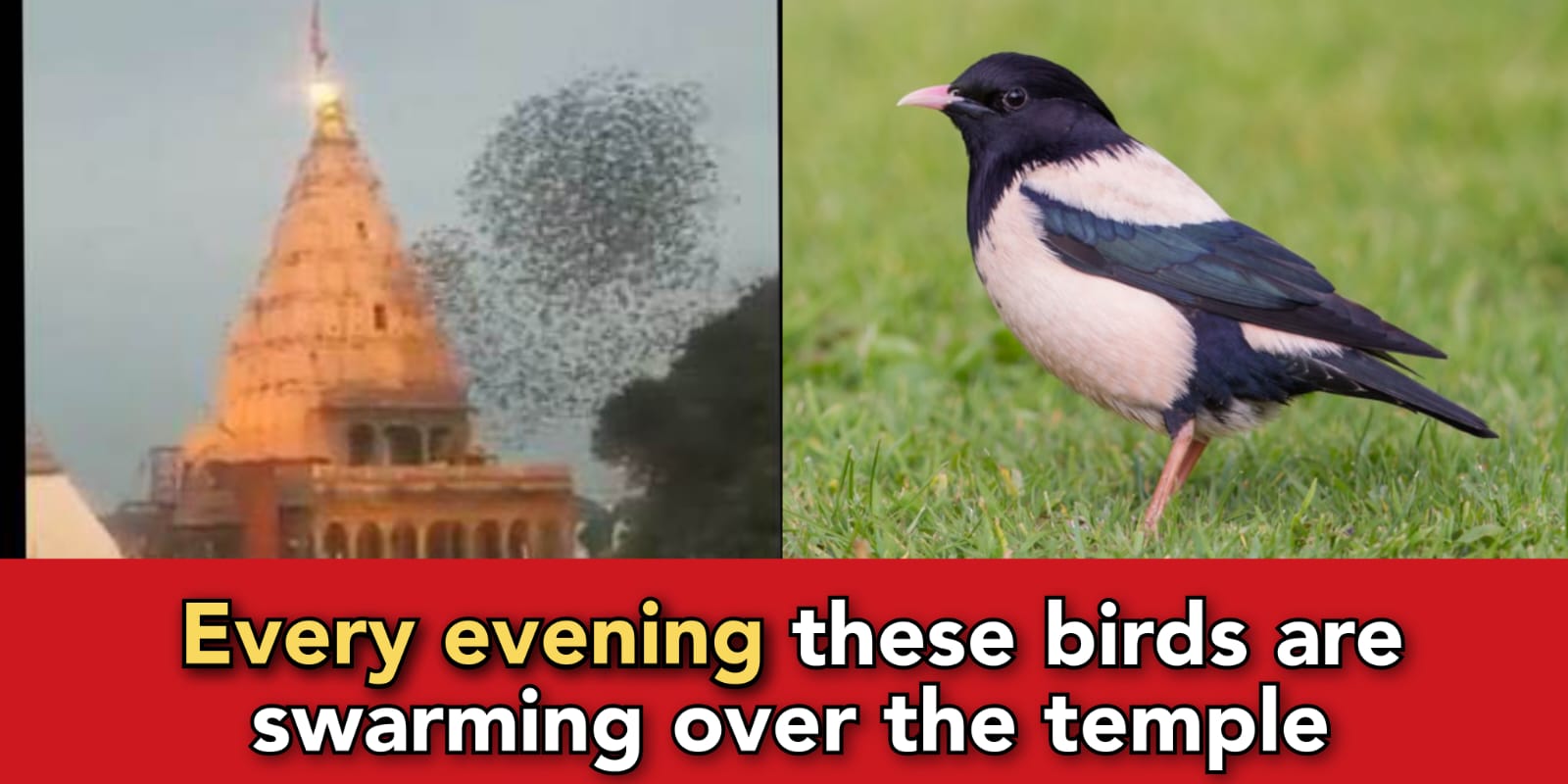 "A swarm of birds is doing Parikrama around Mahakal temple Ujjain every evening" say locals