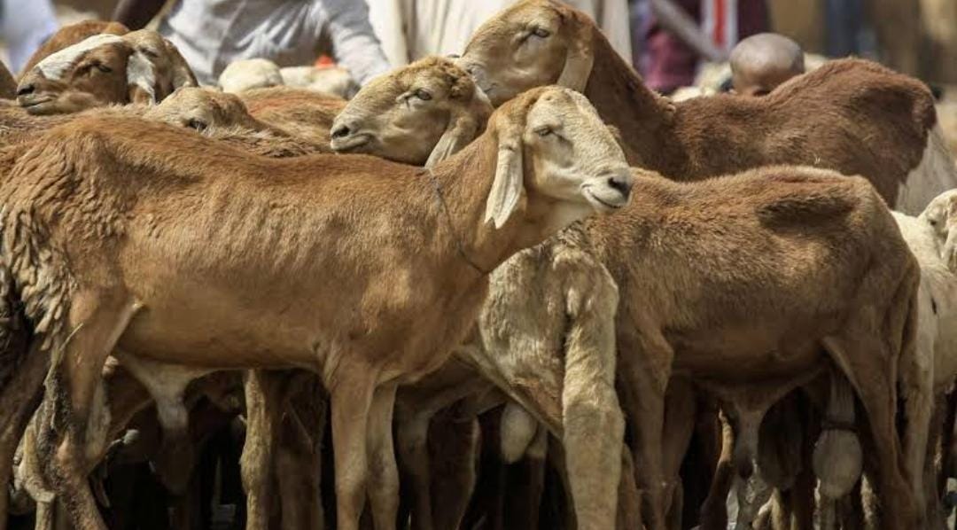 Crazy Man marries a goat, says goat can give lots of joy