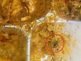 Man finds cockroach in meal served on Vande Bharat Express, IRCTC comes up with an apology tweet