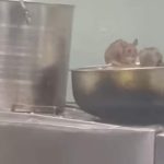 IRCTC responds after video of rats in Maharashtra-Goa train pantry car