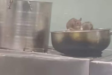 IRCTC responds after video of rats in Maharashtra-Goa train pantry car