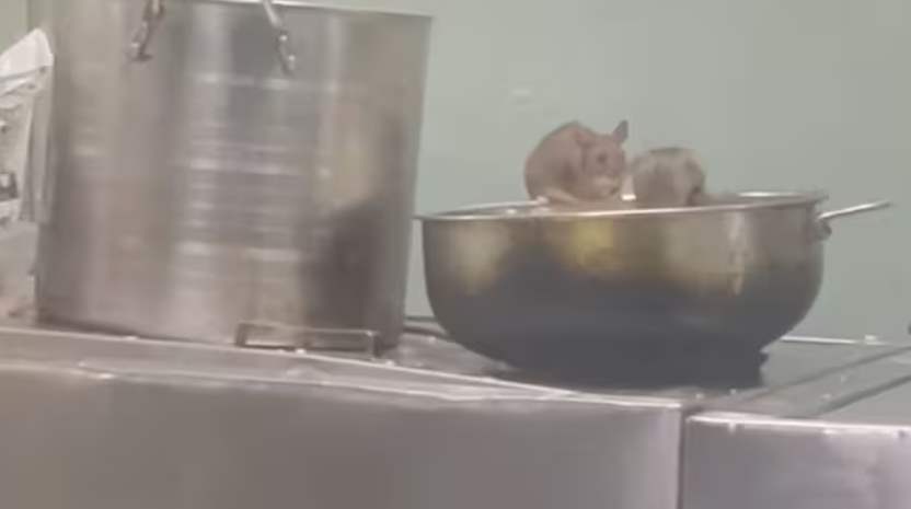 IRCTC responds after video of rats in Maharashtra-Goa train pantry car