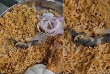 Man spots 'Dead Lizard' in Chicken Biriyani, Zomato quickly pings him