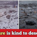 Unexpected! It's snowing in Arab Desert, there is an ice sheet everywhere