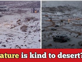 Unexpected! It's snowing in Arab Desert, there is an ice sheet everywhere