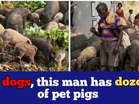 Weird! Man starts domesticating Pigs, goes viral on Social media