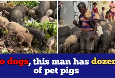 Weird! Man starts domesticating Pigs, goes viral on Social media