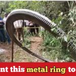 500kg of huge ring falls from sky in Africa; scientists begin to examine it