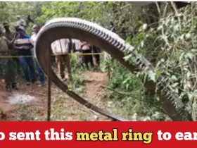 500kg of huge ring falls from sky in Africa; scientists begin to examine it