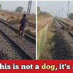 Railway gaurd drives away a lion from railway tracks with a small stick