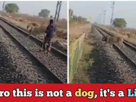 Railway gaurd drives away a lion from railway tracks with a small stick