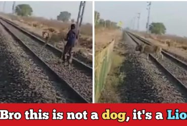 Railway gaurd drives away a lion from railway tracks with a small stick